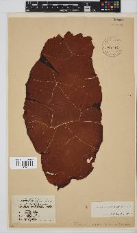 Pachymenia orbitosa image