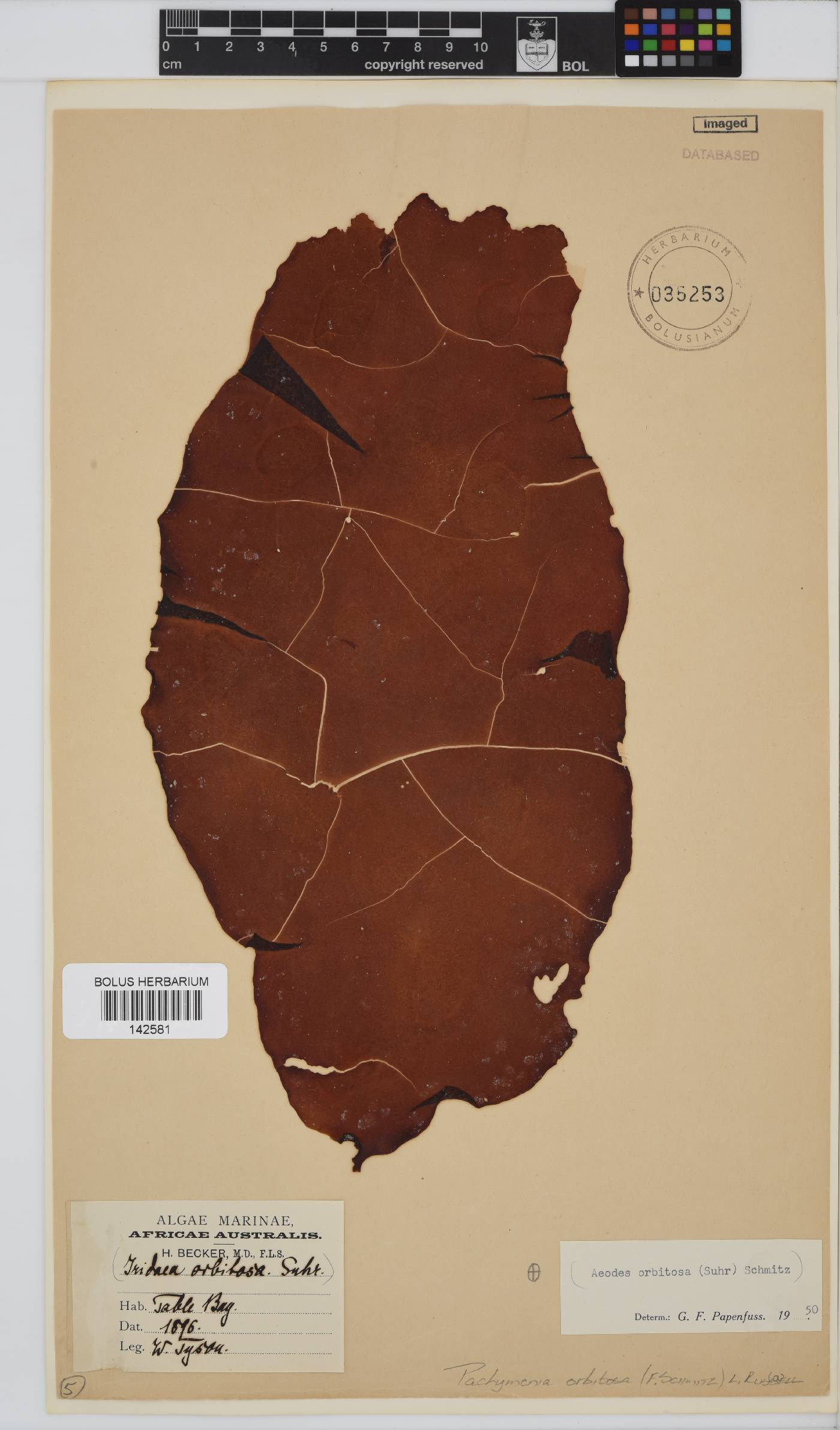 Pachymenia orbitosa image
