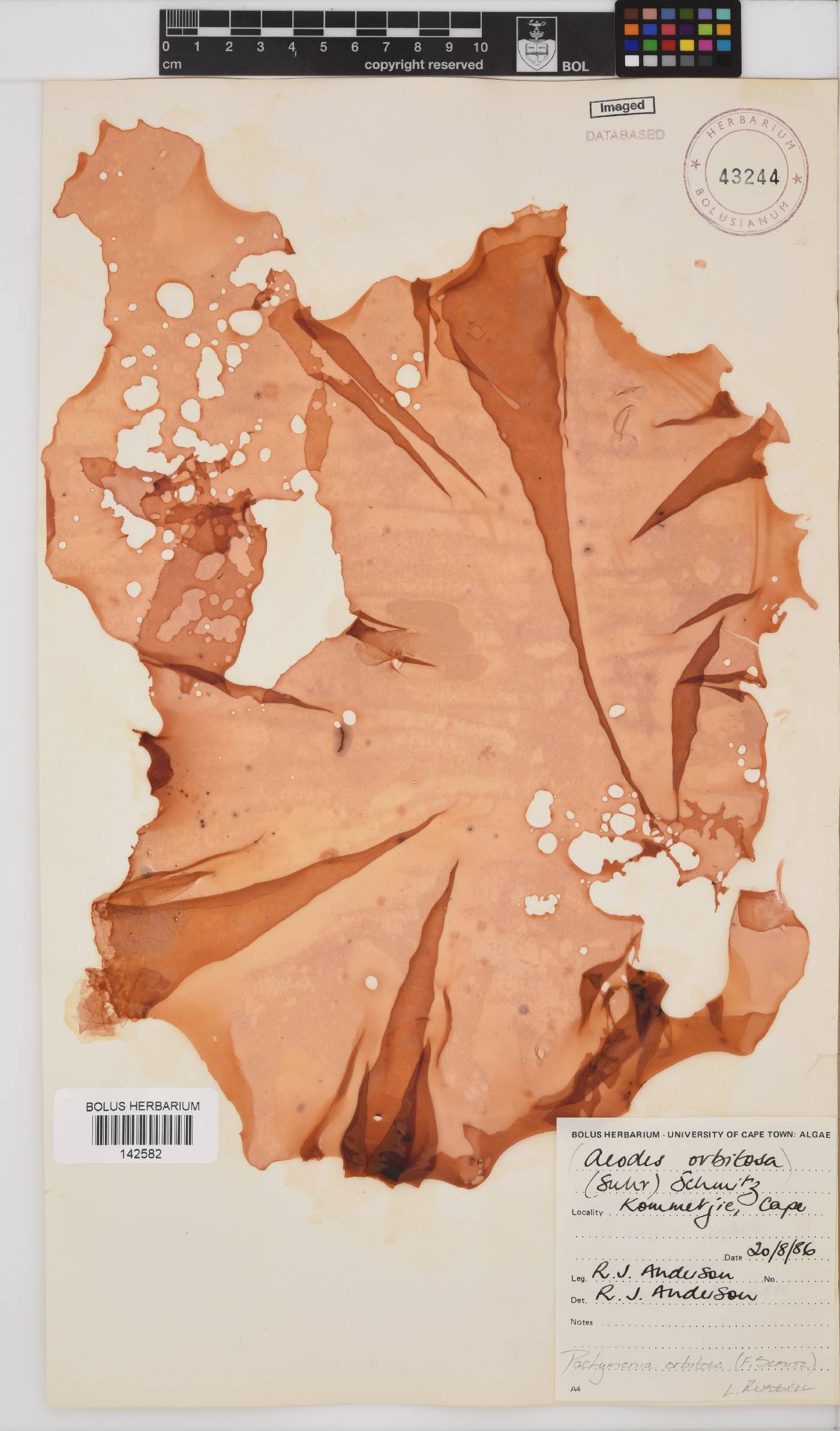 Pachymenia orbitosa image