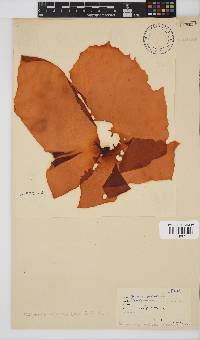 Pachymenia orbitosa image