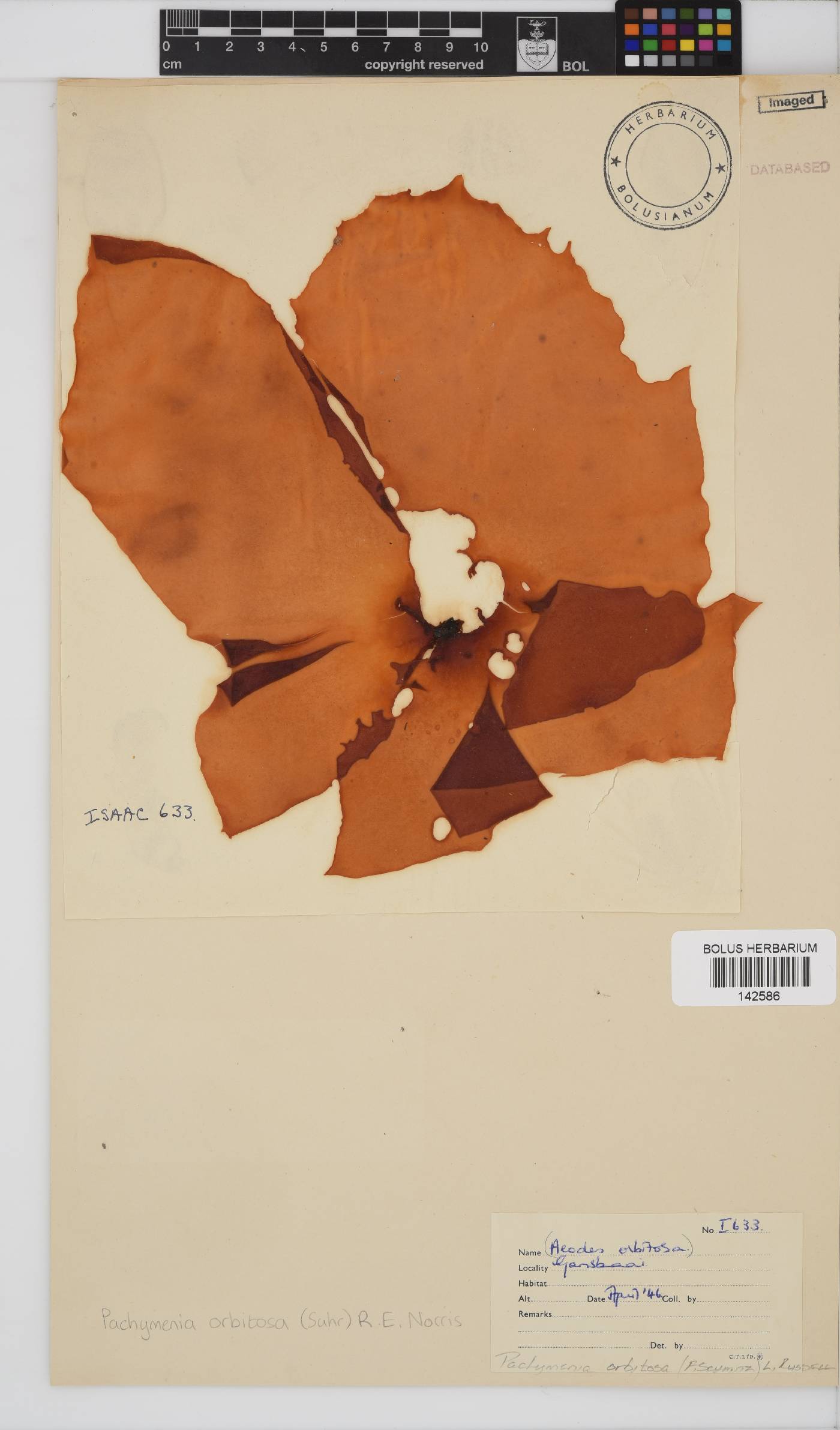 Pachymenia image