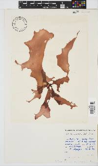 Pachymenia orbitosa image
