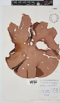 Pachymenia orbitosa image