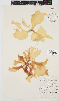 Pachymenia orbitosa image