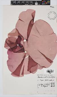 Pachymenia orbitosa image