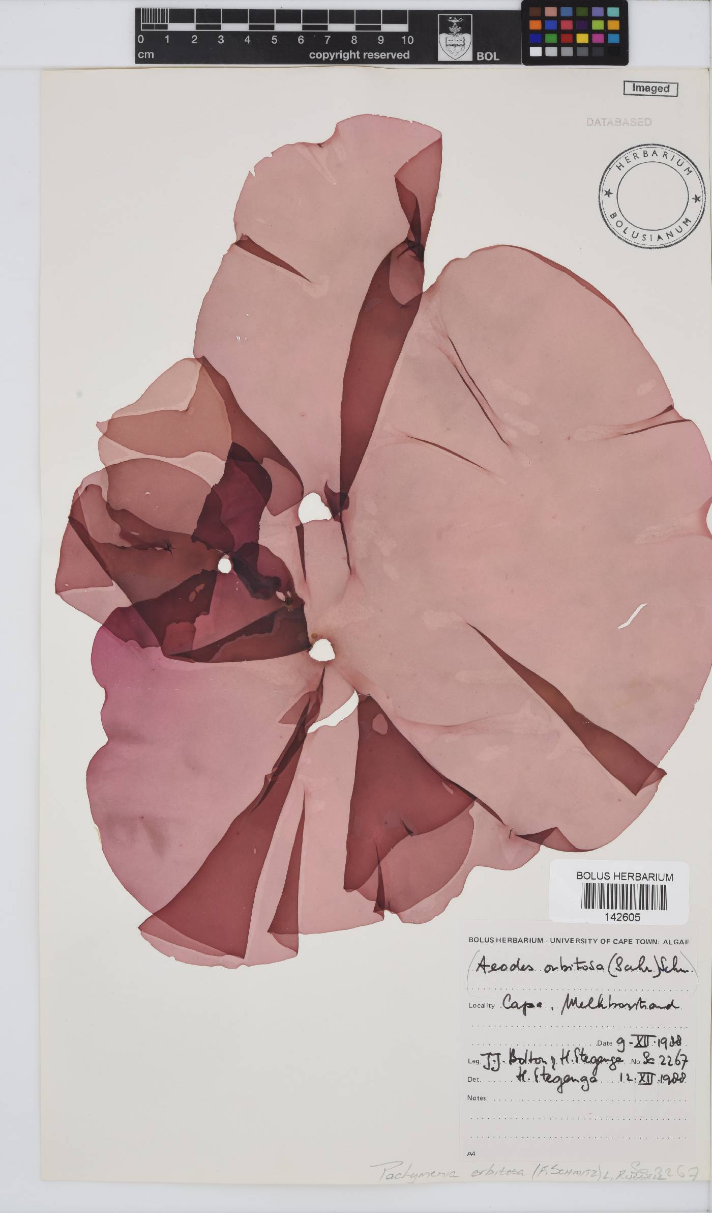 Pachymenia image