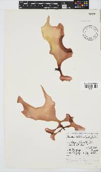 Pachymenia orbitosa image