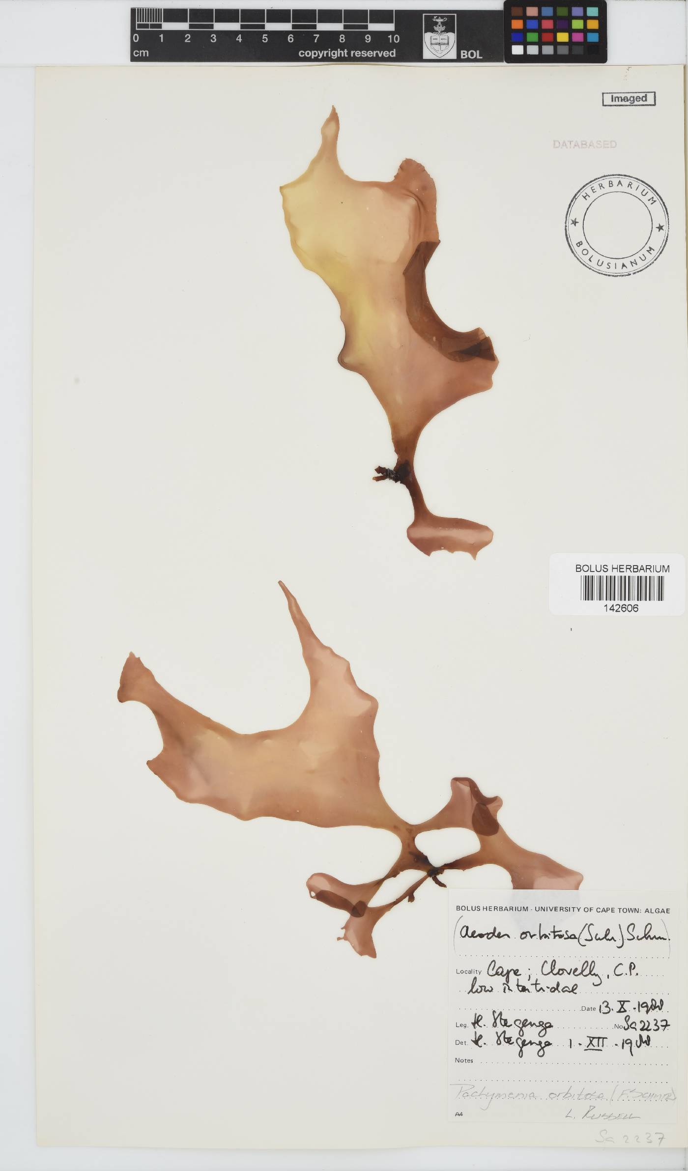 Pachymenia orbitosa image