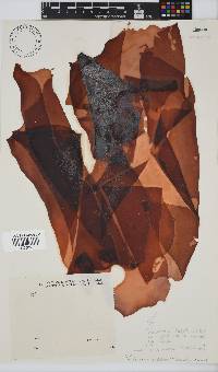 Pachymenia orbitosa image