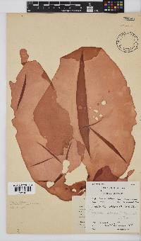 Pachymenia orbitosa image