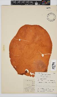Pachymenia orbitosa image