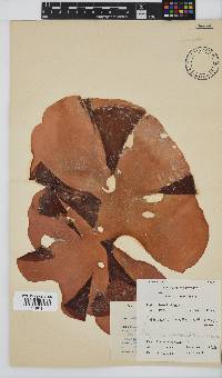 Pachymenia orbitosa image