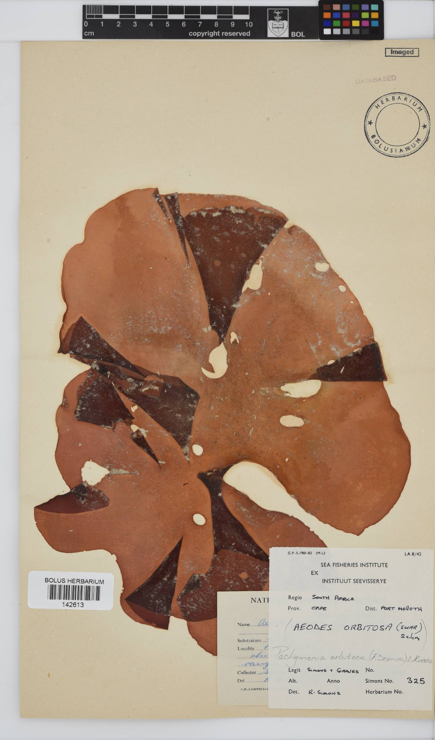 Pachymenia orbitosa image