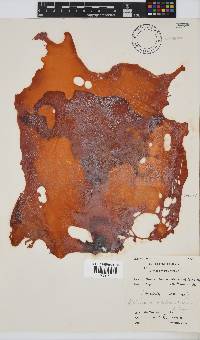 Pachymenia orbitosa image