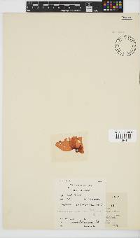 Pachymenia orbitosa image