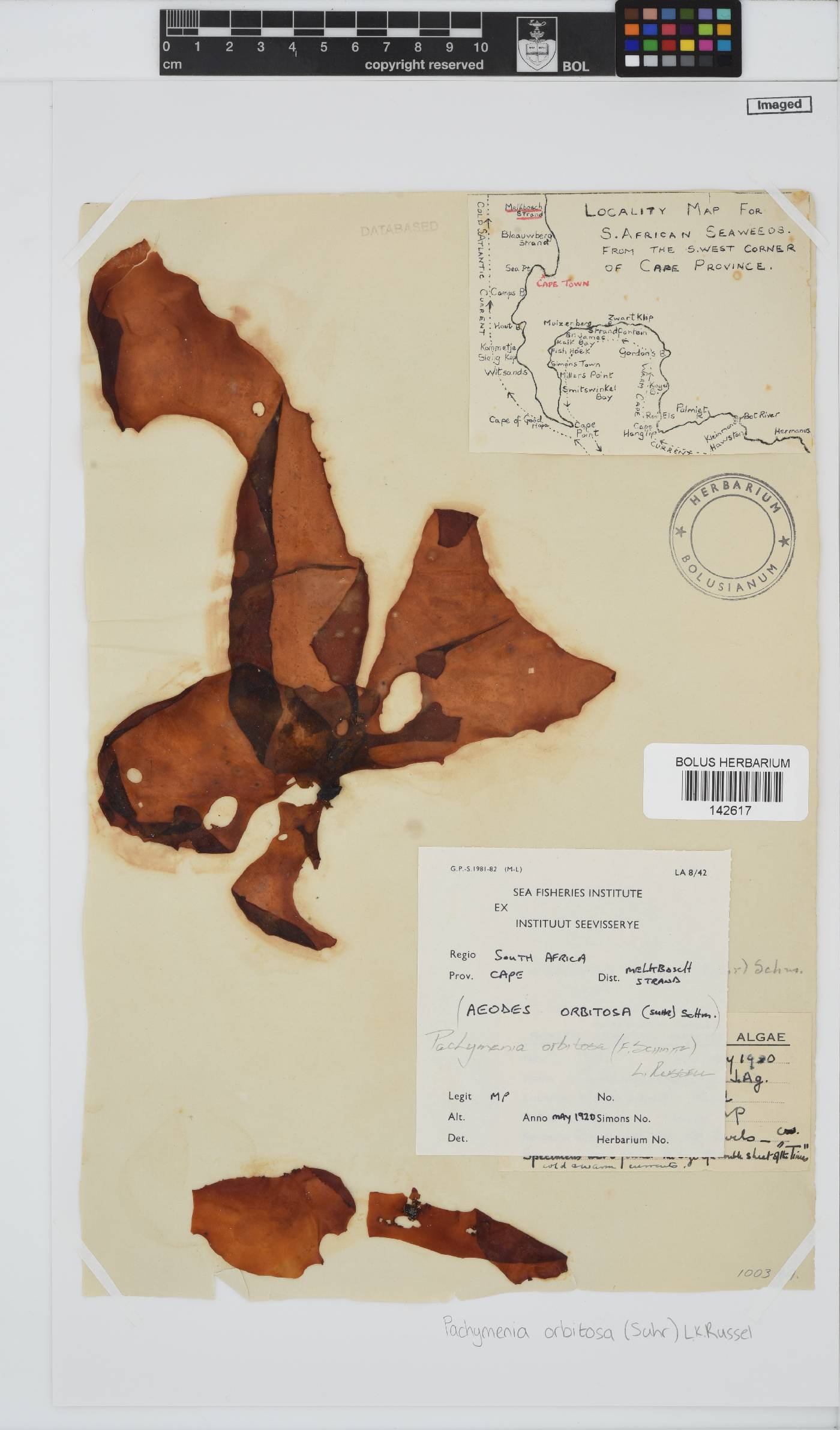 Pachymenia orbitosa image