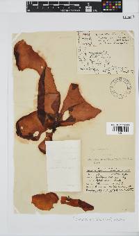 Pachymenia orbitosa image