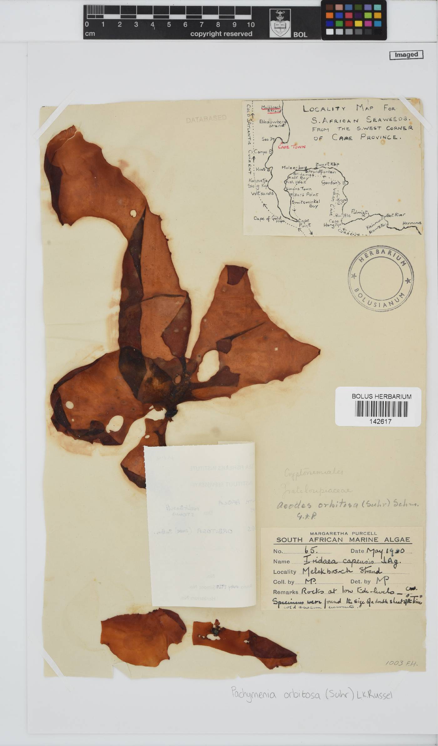 Pachymenia orbitosa image