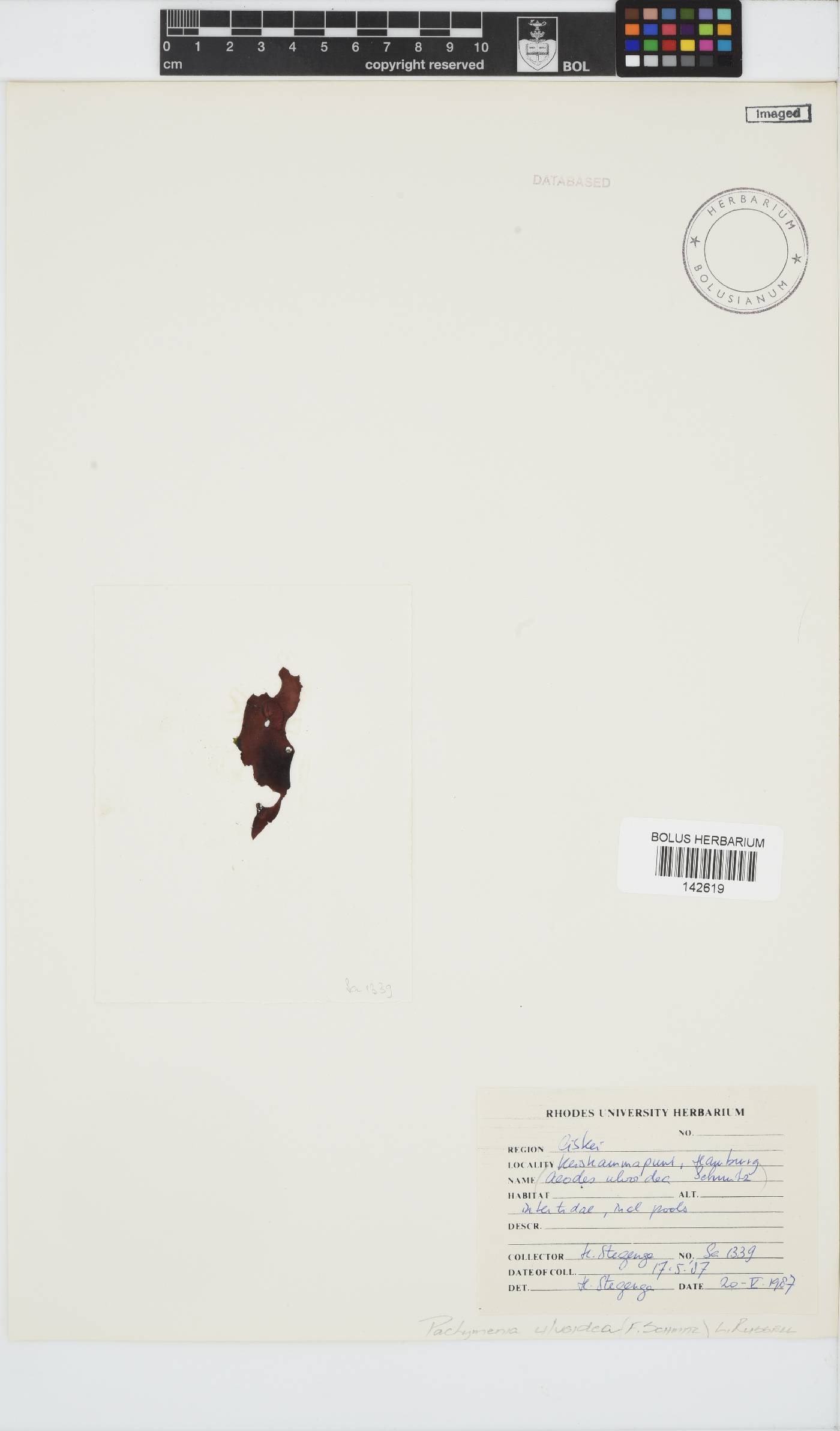 Pachymenia ulvoidea image