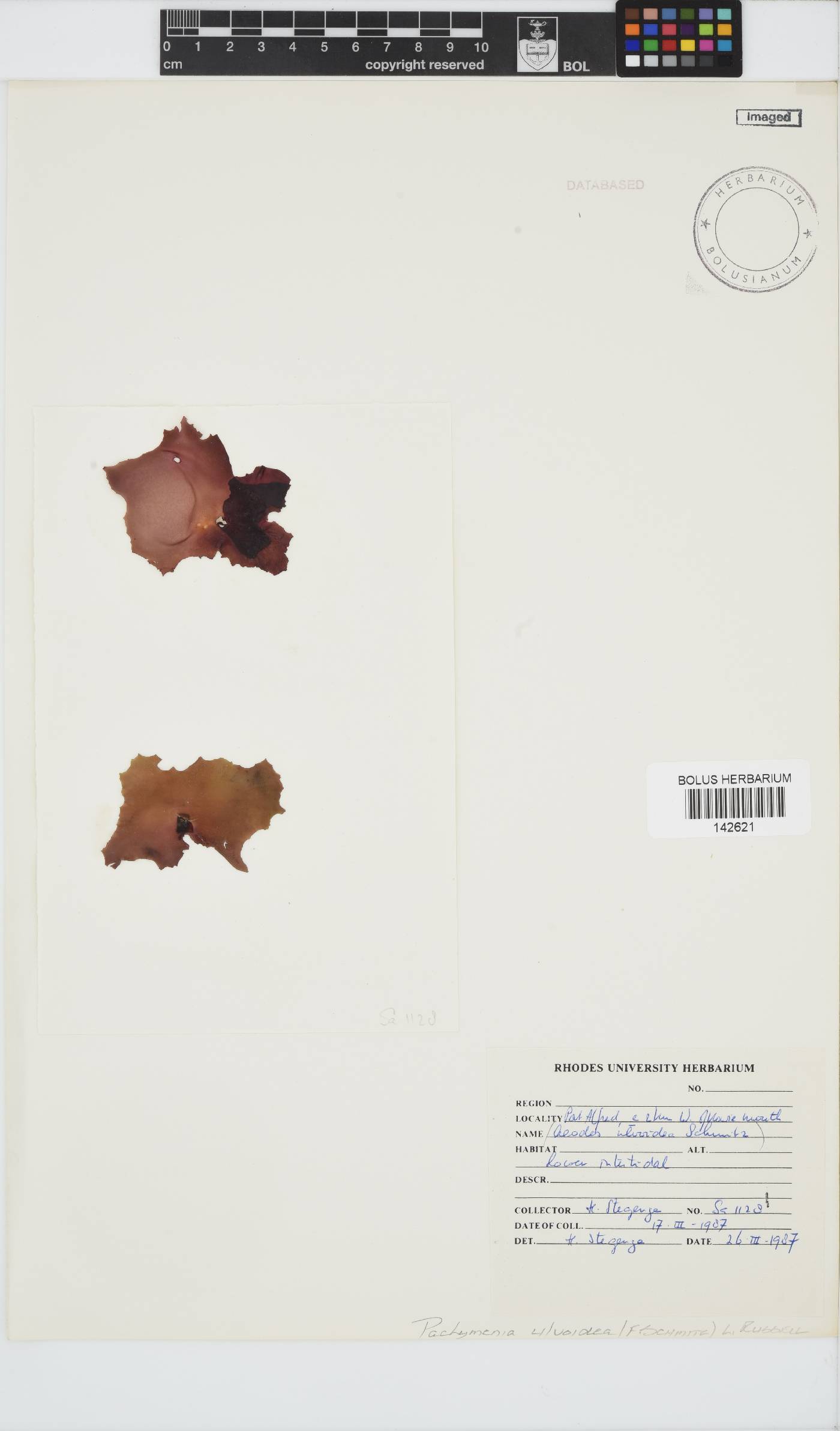 Pachymenia ulvoidea image