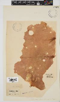 Pachymenia ulvoidea image