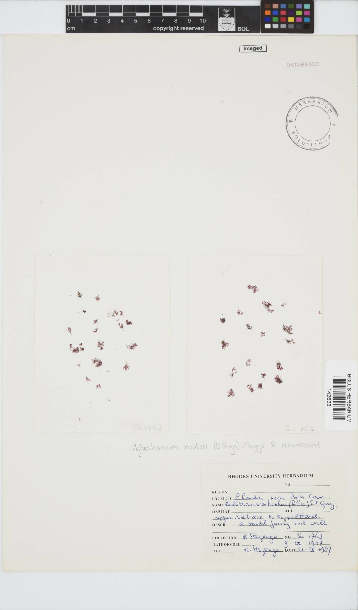 Gaillona hookeri image