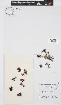 Ahnfeltiopsis glomerata image
