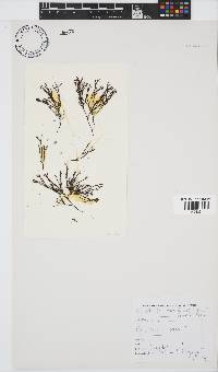 Ahnfeltiopsis vermicularis image