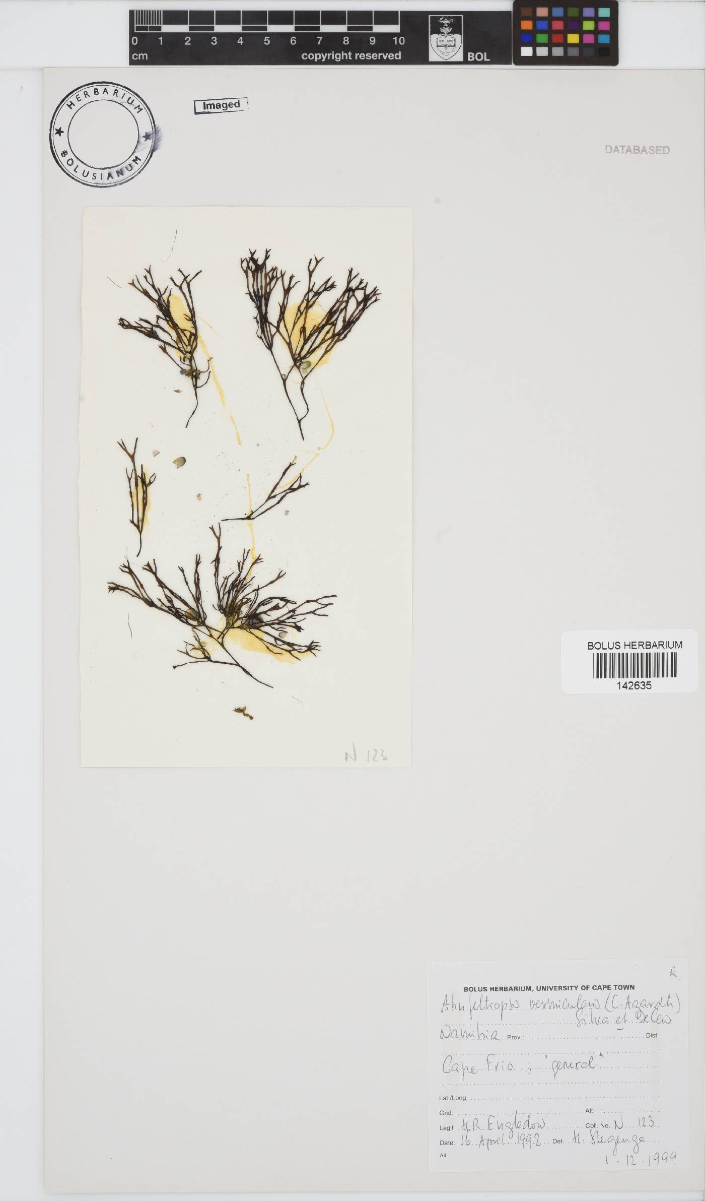 Phyllophoraceae image