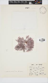 Amphiroa anceps image