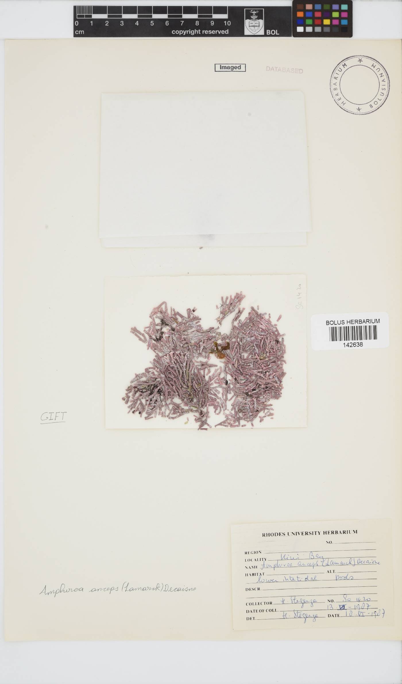 Amphiroa image