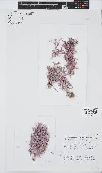 Amphiroa anceps image