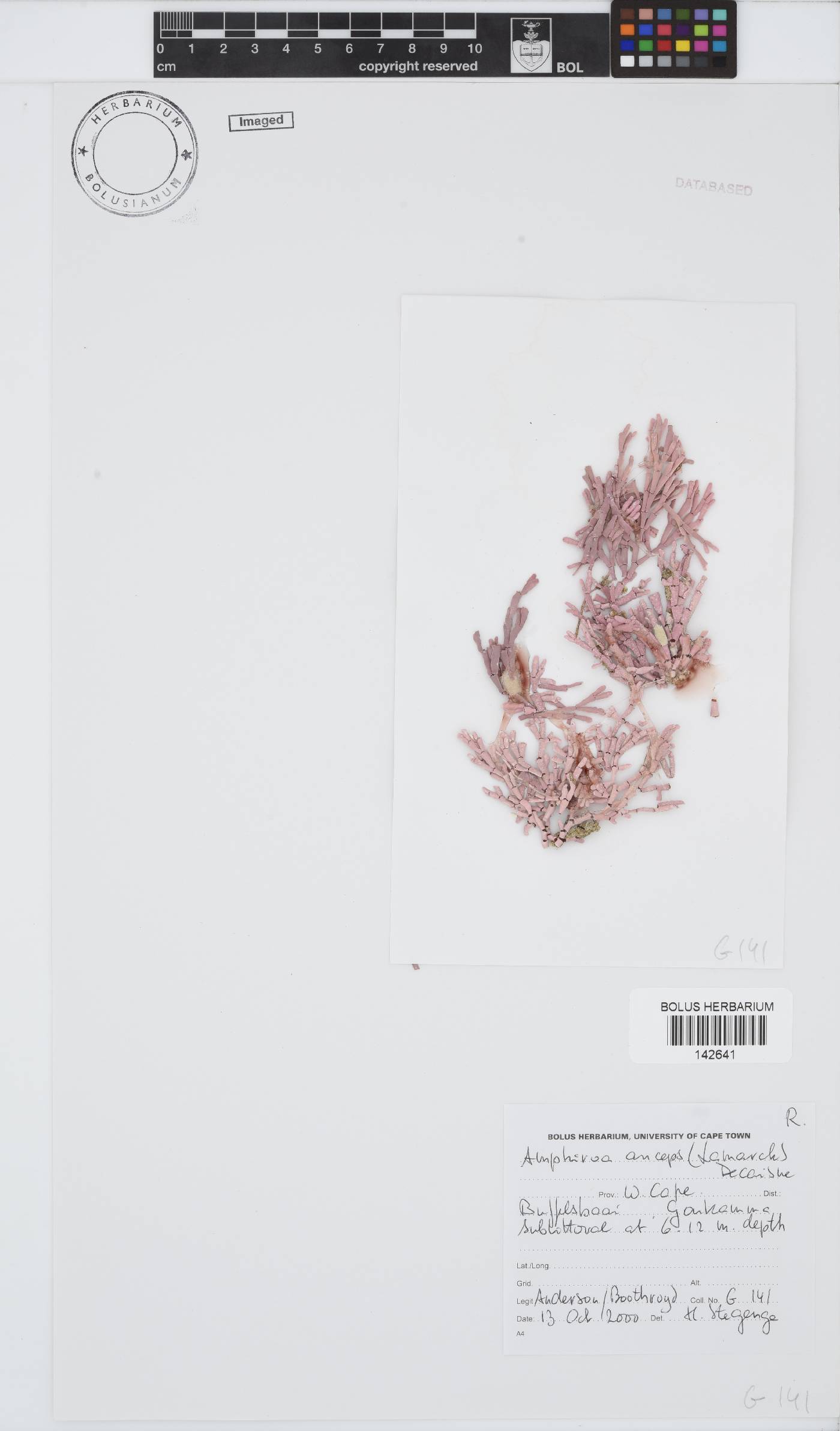 Amphiroa anceps image
