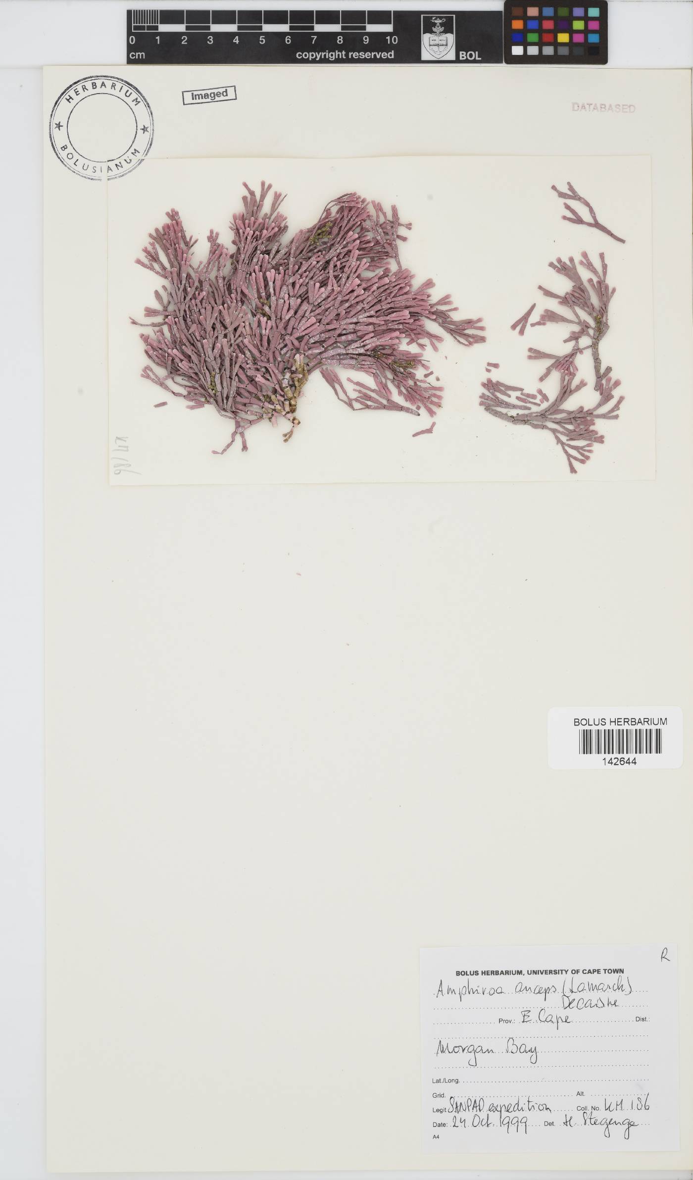 Amphiroa anceps image