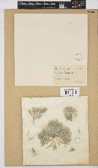 Amphiroa anceps image