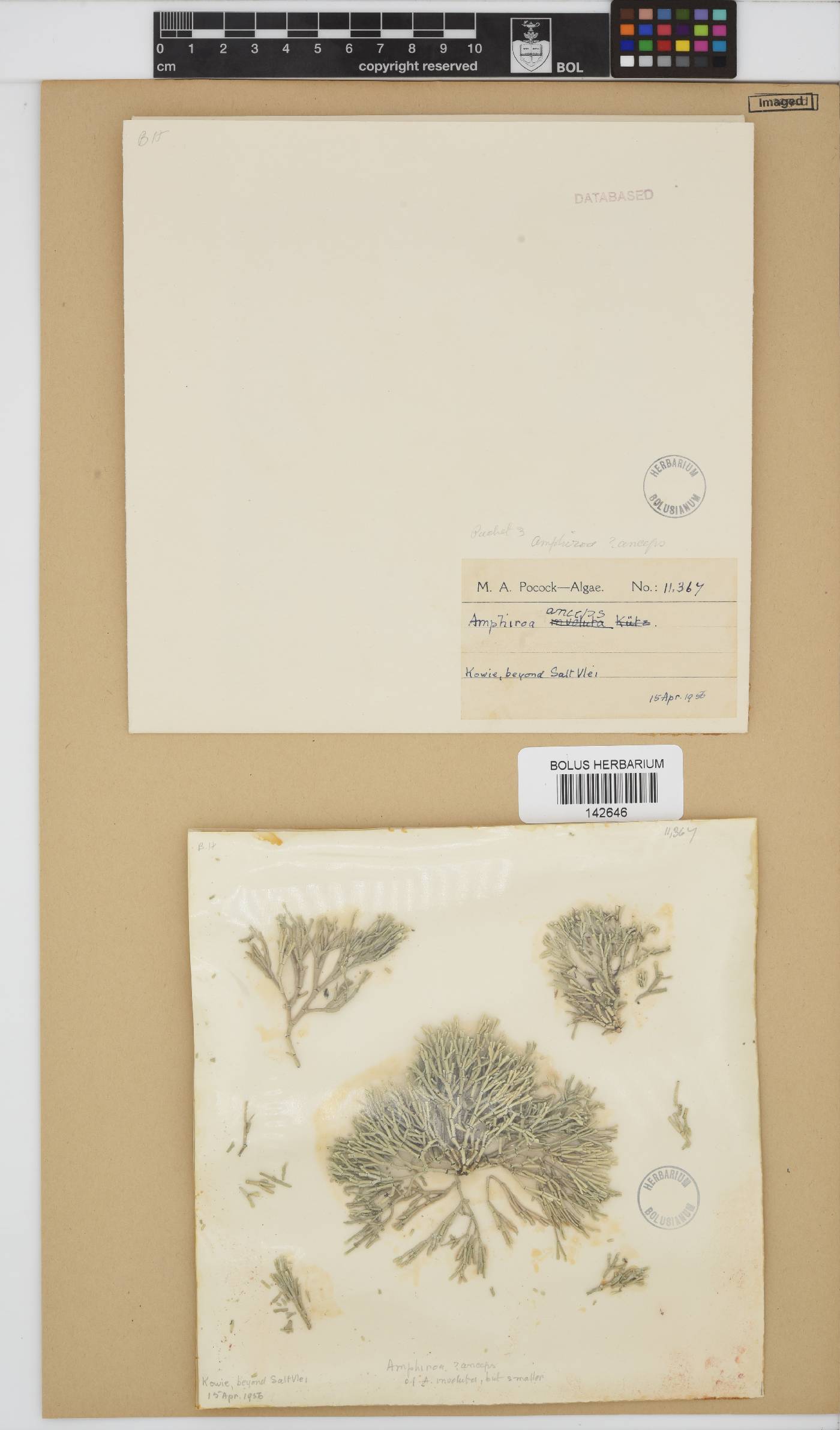 Amphiroa anceps image