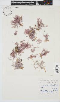 Amphiroa anceps image