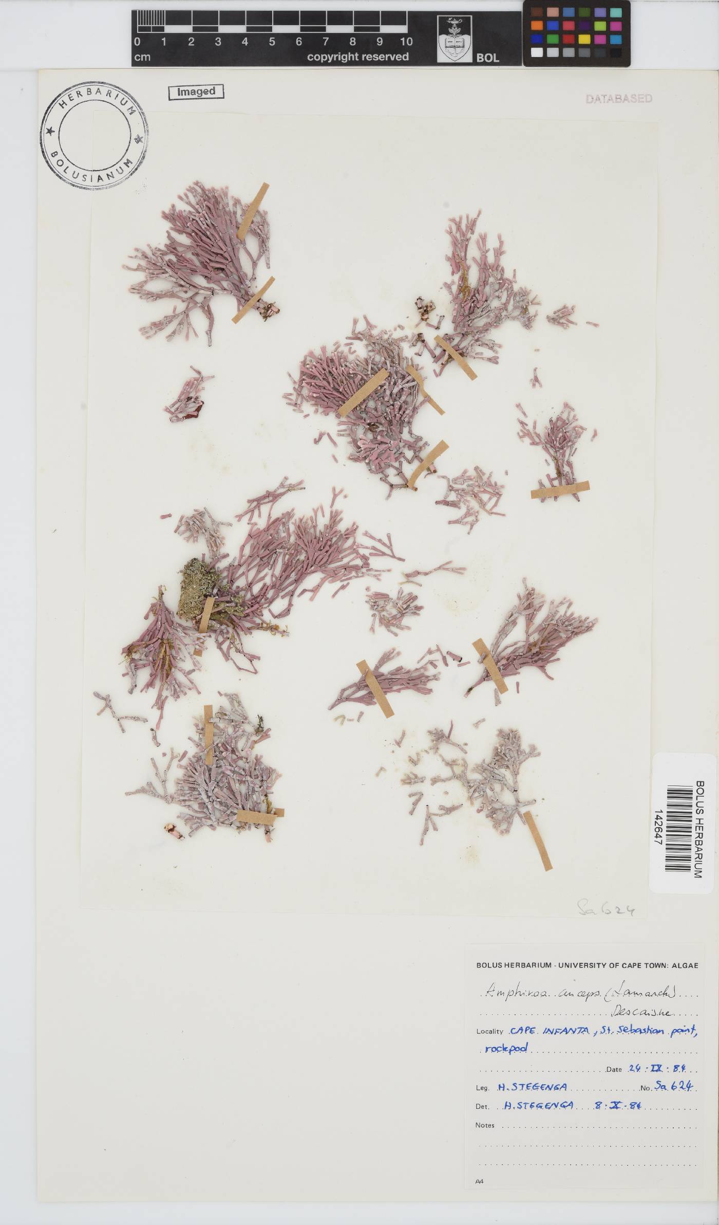 Lithophyllaceae image