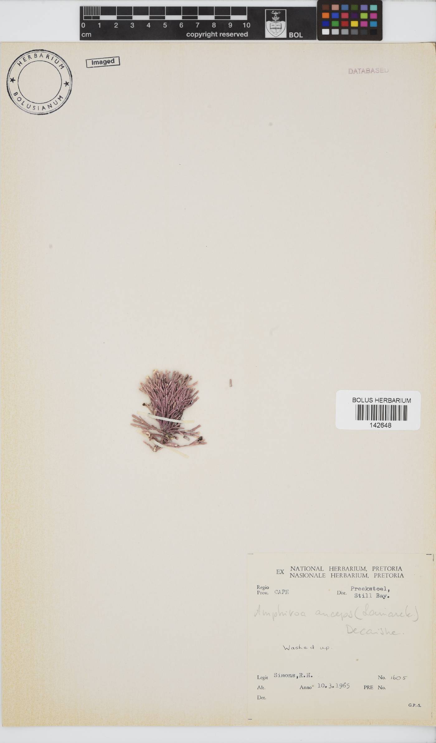 Amphiroa anceps image