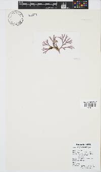 Amphiroa anceps image