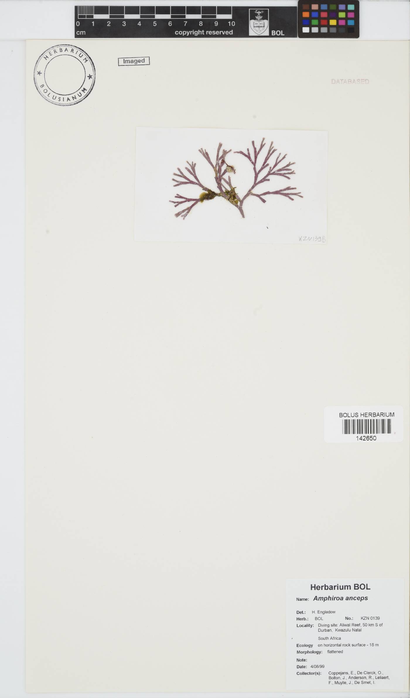 Amphiroa anceps image