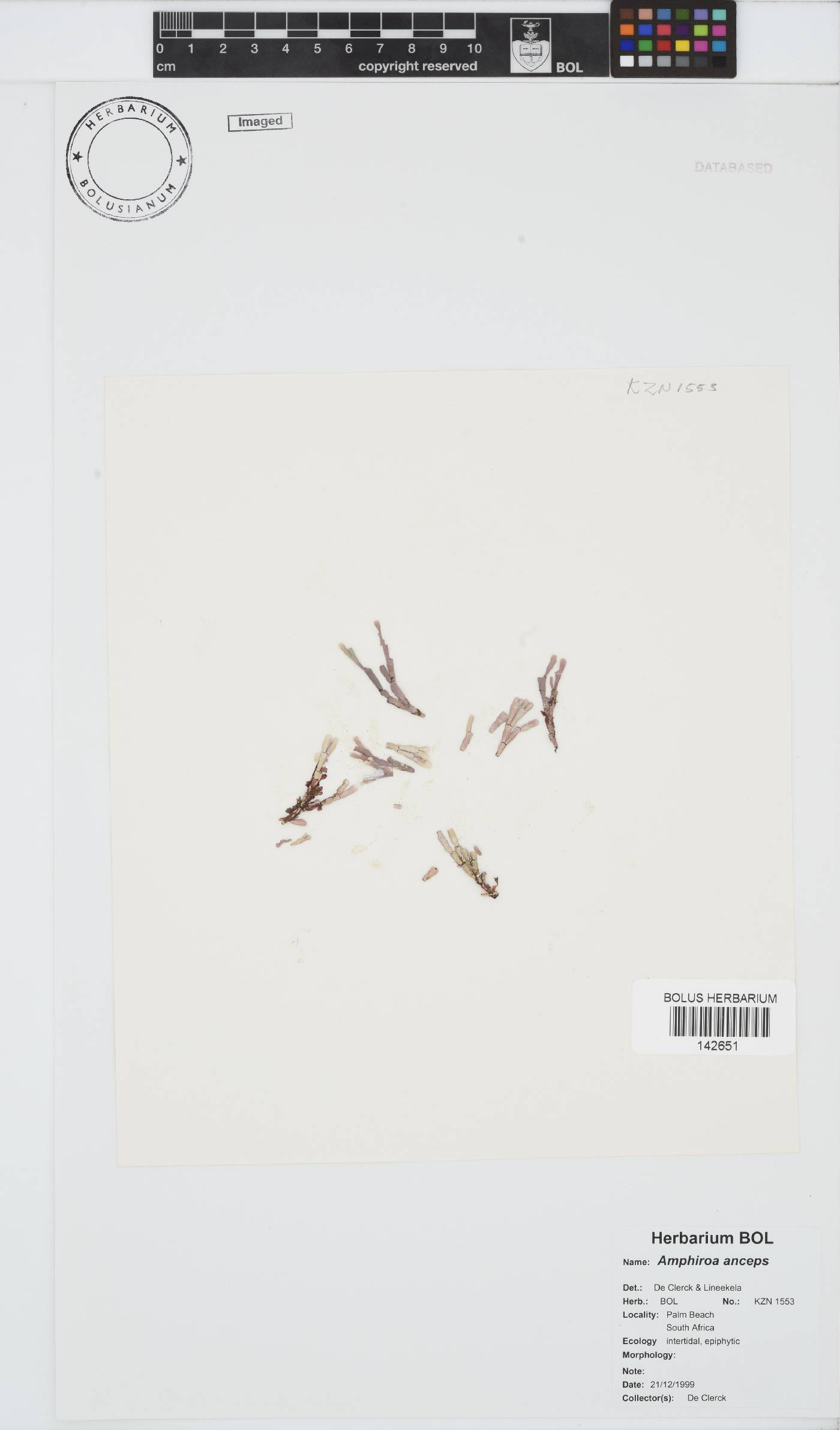 Amphiroa anceps image