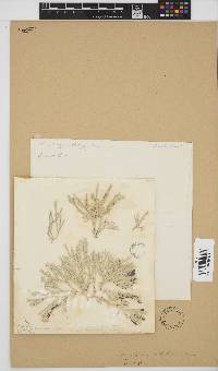 Amphiroa anceps image