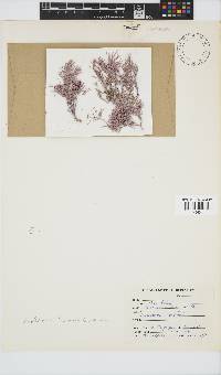 Amphiroa beauvoisii image