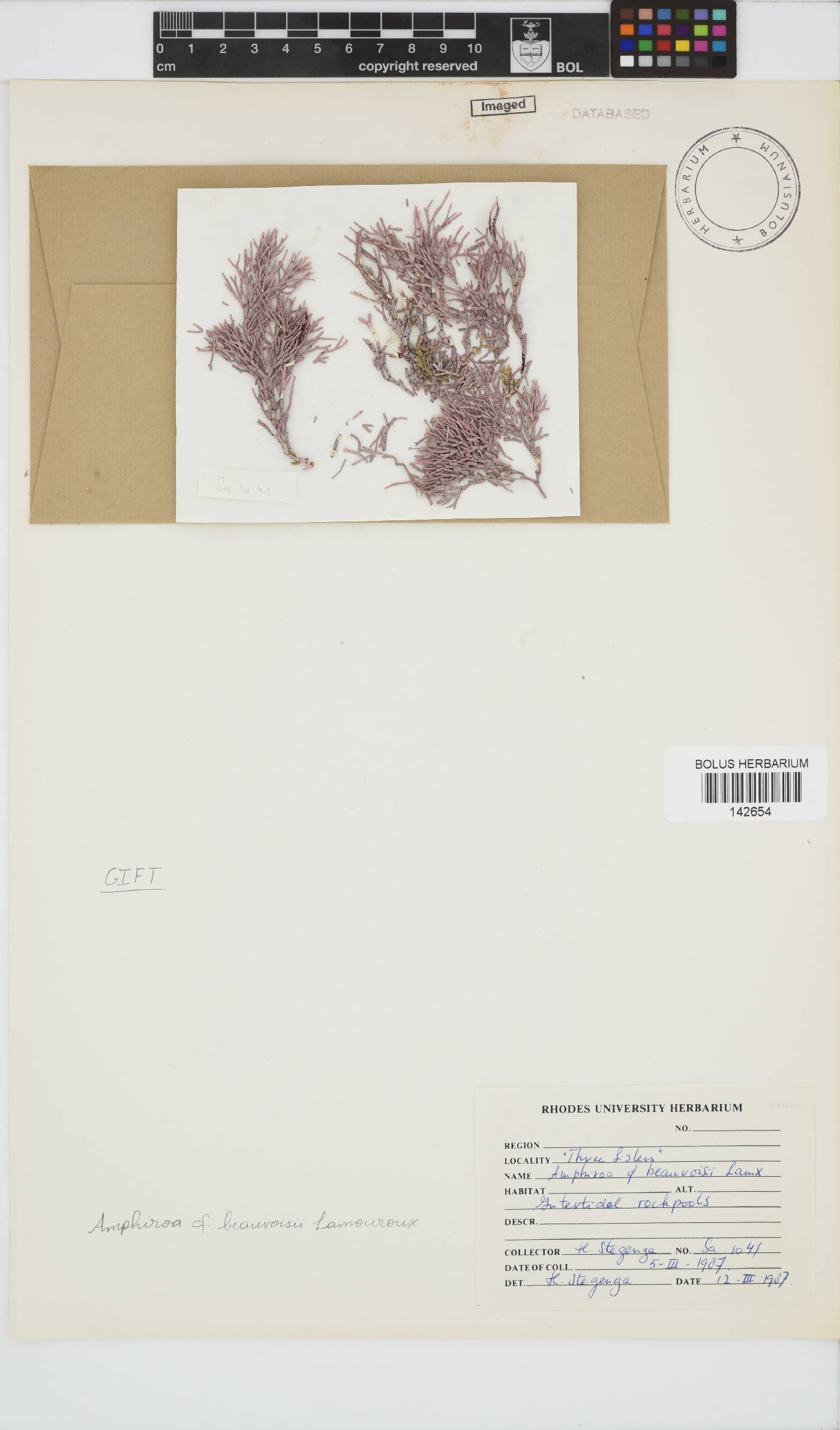 Amphiroa beauvoisii image