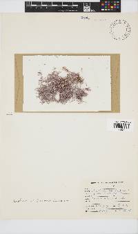 Amphiroa beauvoisii image