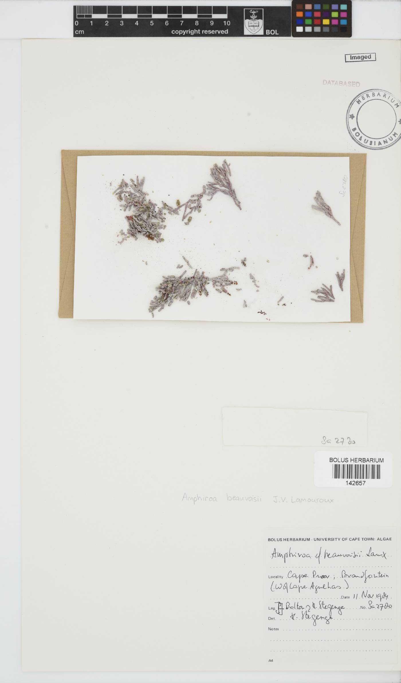 Amphiroa beauvoisii image