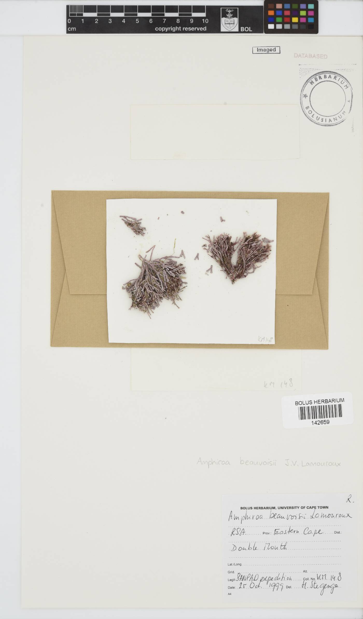 Amphiroa beauvoisii image