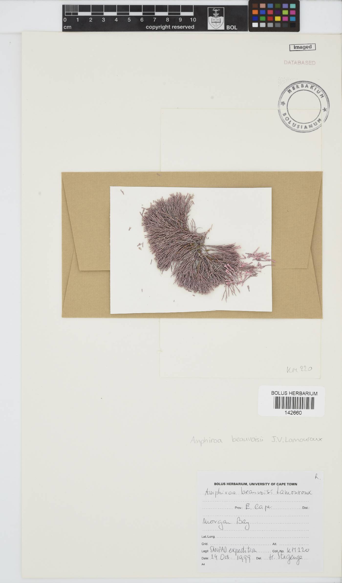 Amphiroa beauvoisii image