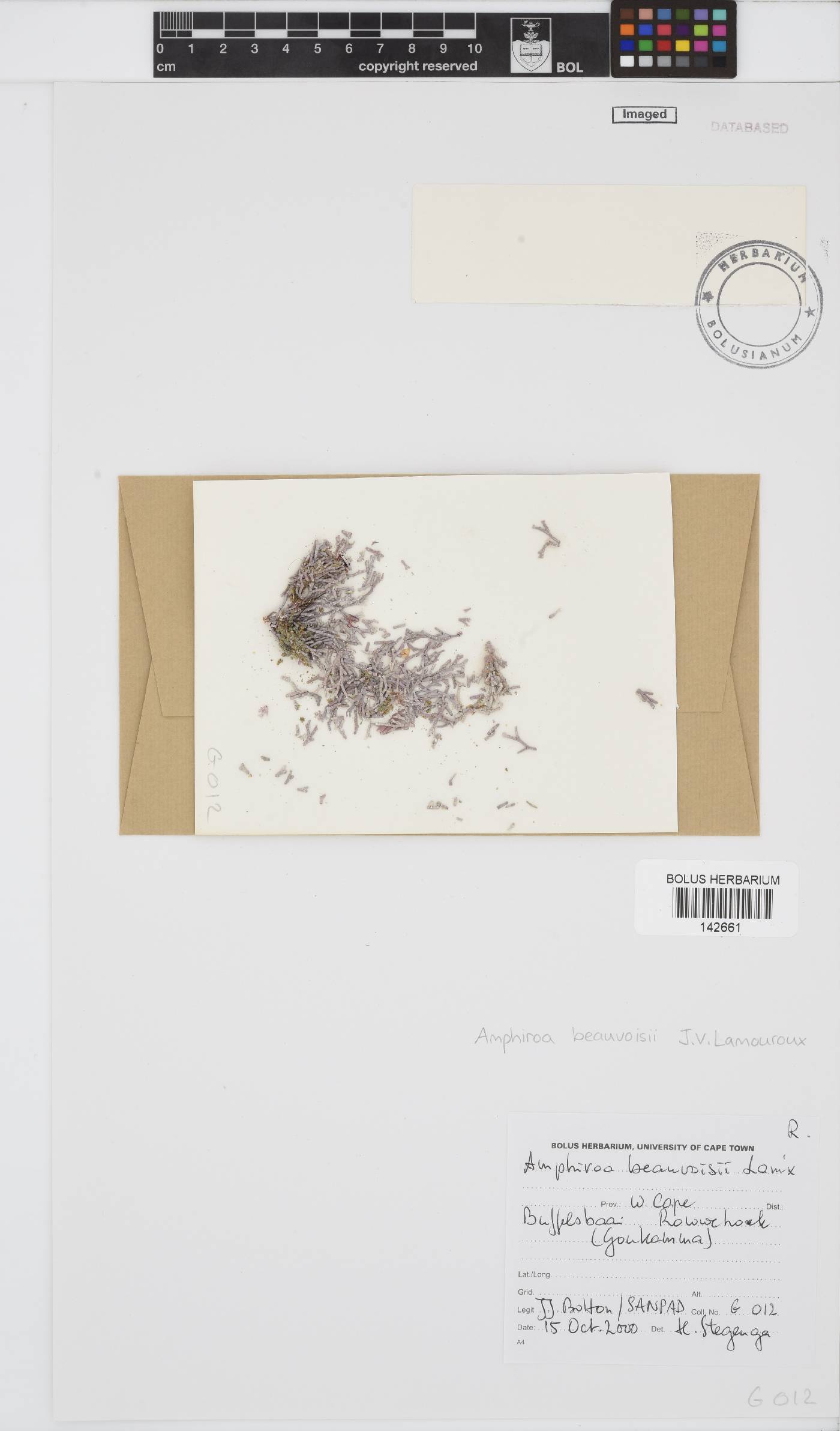 Amphiroa beauvoisii image